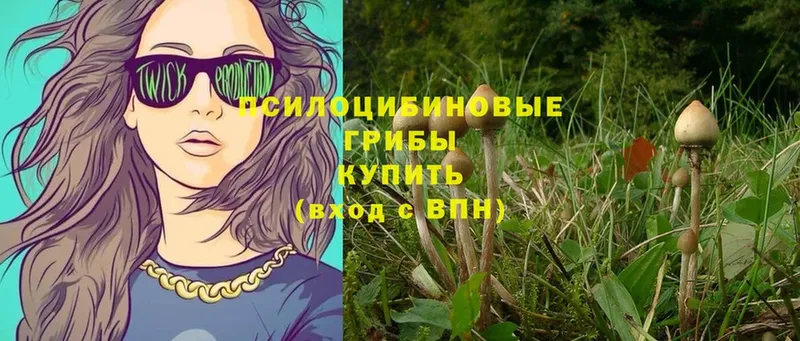 Галлюциногенные грибы Psilocybe  Балахна 